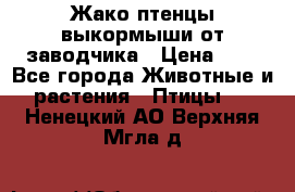 Жако птенцы выкормыши от заводчика › Цена ­ 1 - Все города Животные и растения » Птицы   . Ненецкий АО,Верхняя Мгла д.